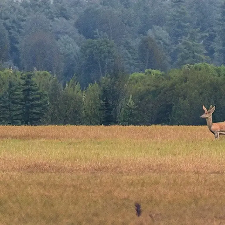 A deer grazing in a green field